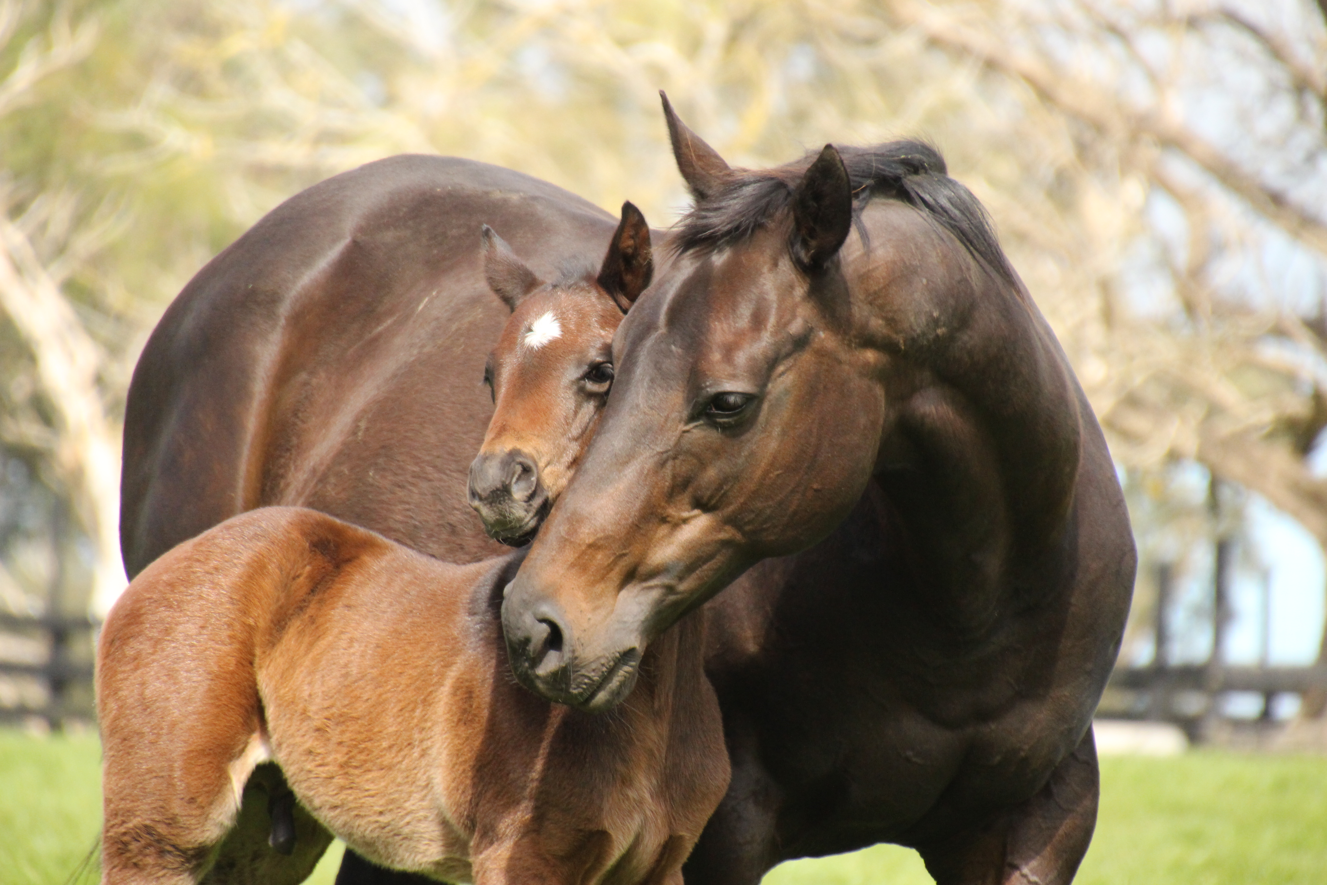 Mare and foal