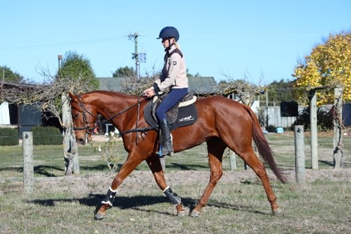 Pin oaks Horse