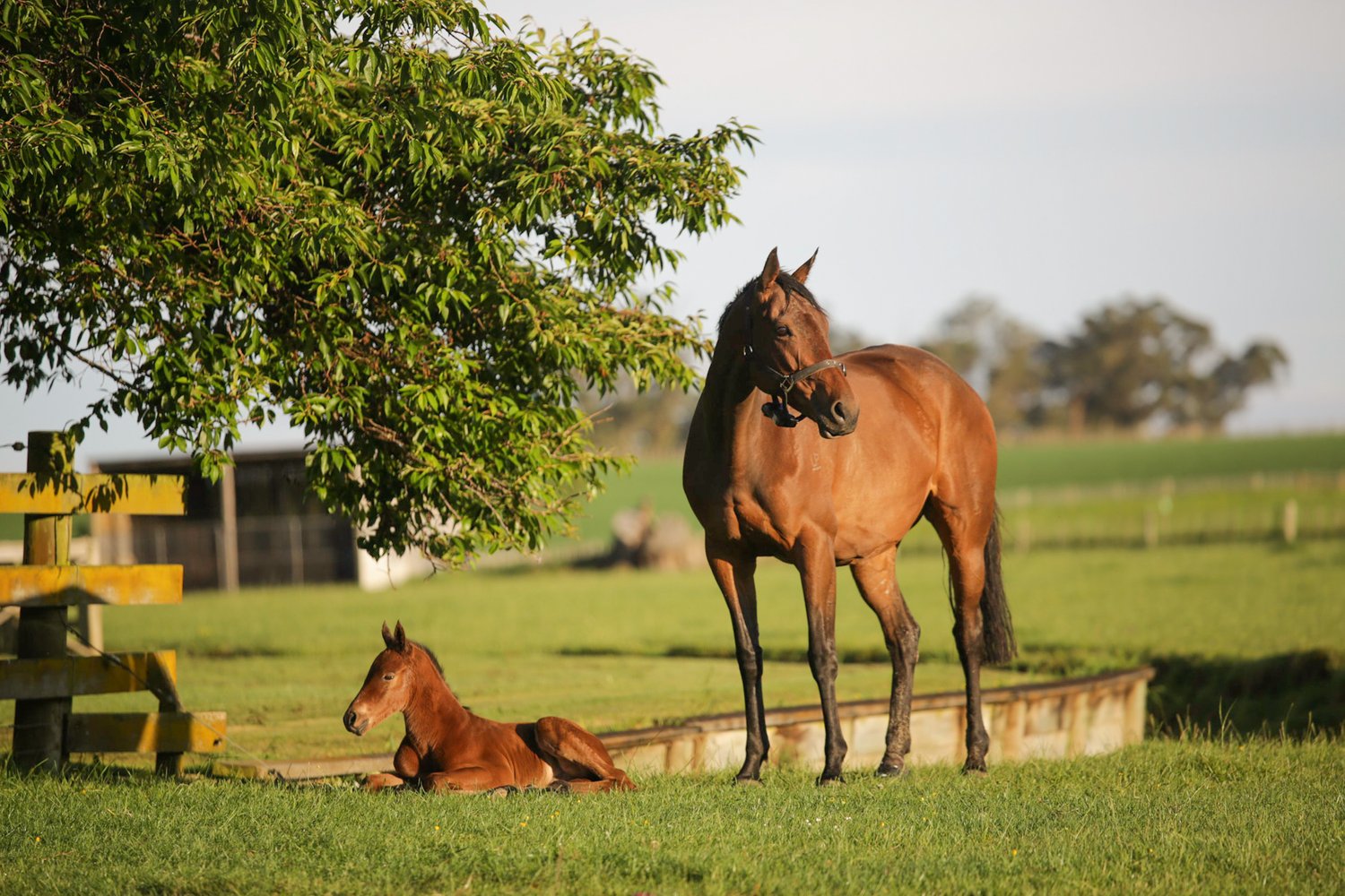 NZEHA Equine bio security