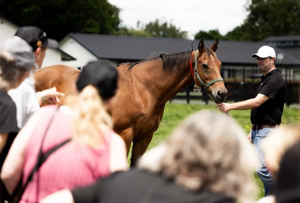 Cambridge Stud