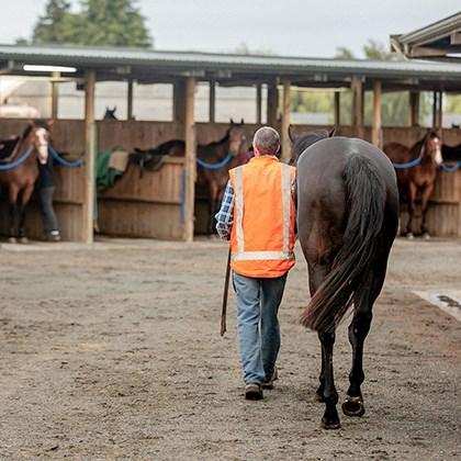 Stablehand in stable