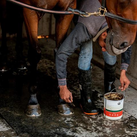 Stablehand brushing hoof